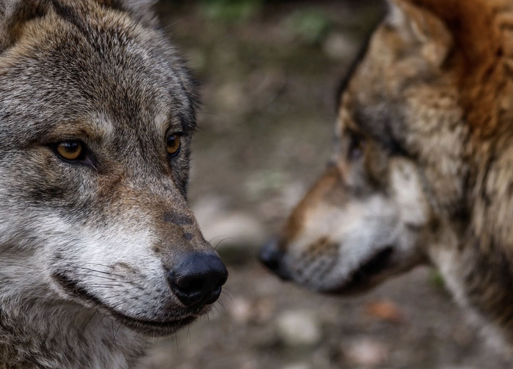 ARE YOU FEEDING THE RIGHT WOLF?